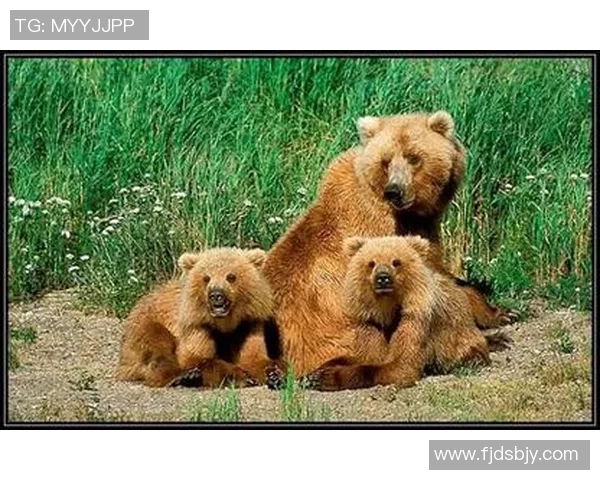 技术统计：灰熊近5场表现一览